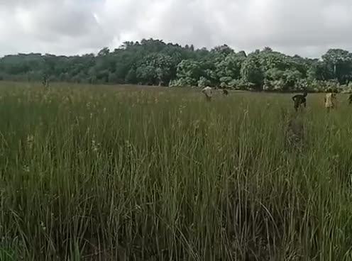 🌾 The Mangrove Marathon 🌾